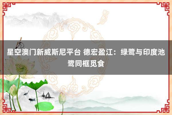 星空澳门新威斯尼平台 德宏盈江：绿鹭与印度池鹭同框觅食